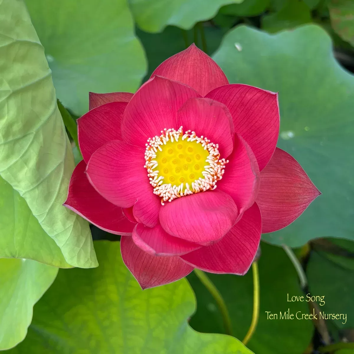 Love Song Lotus - Radiant Red!!