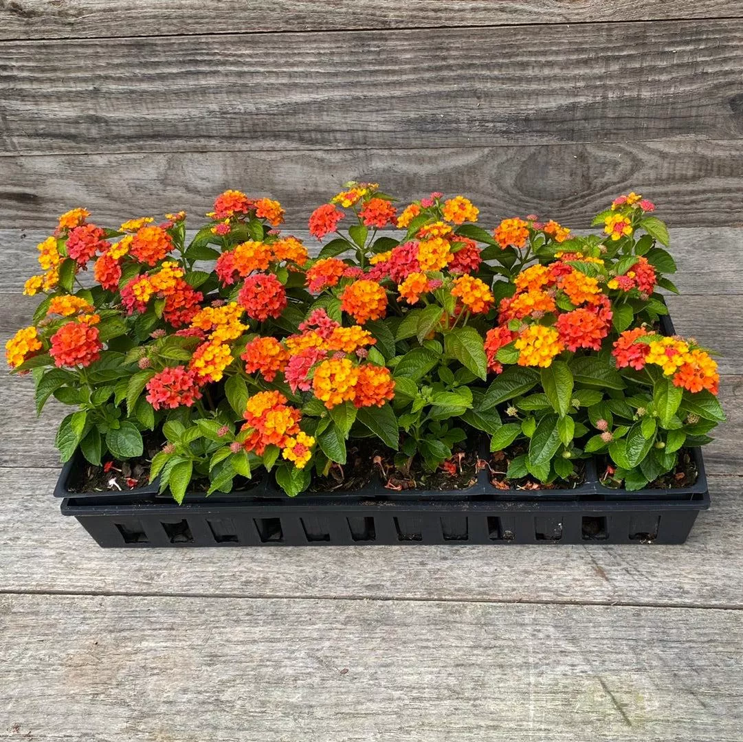 Lucky™ Flame Lantana