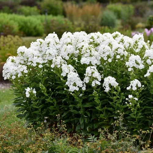 Luminary Backlight Phlox