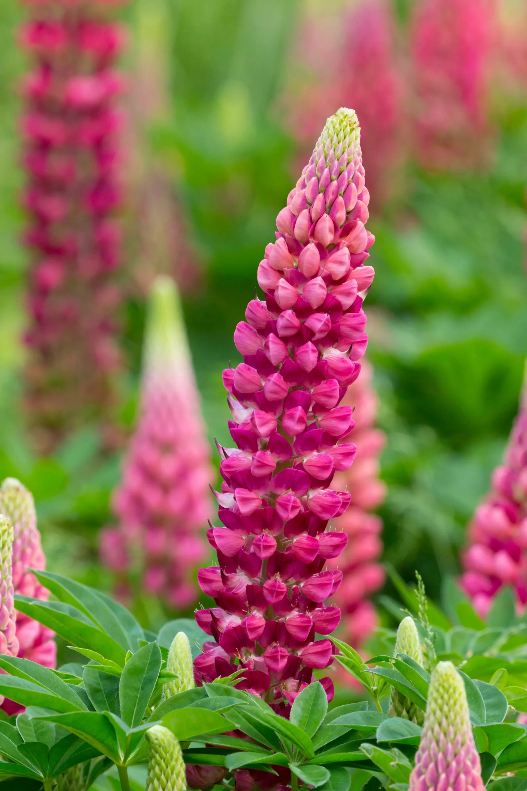 Lupinus `Gallery Red`