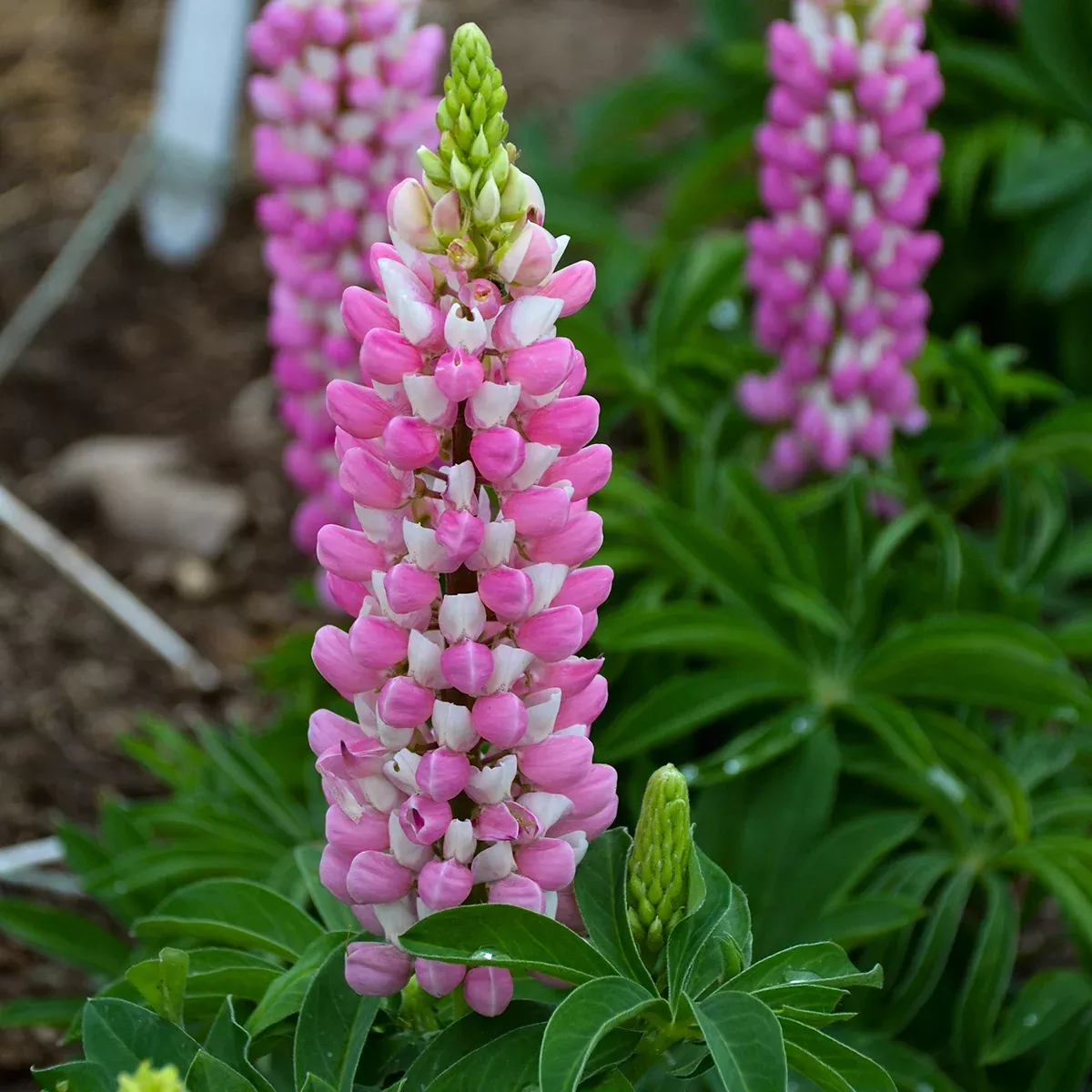 Lupinus polyphyllus'Mini Gallery Pink Bi-Color'