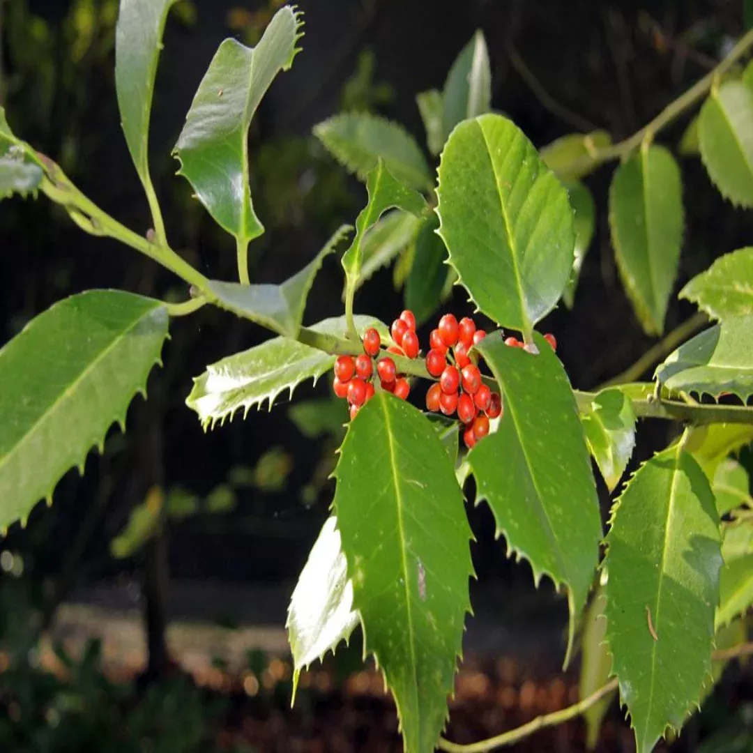 Luster Leaf Holly | Pixies Gardens