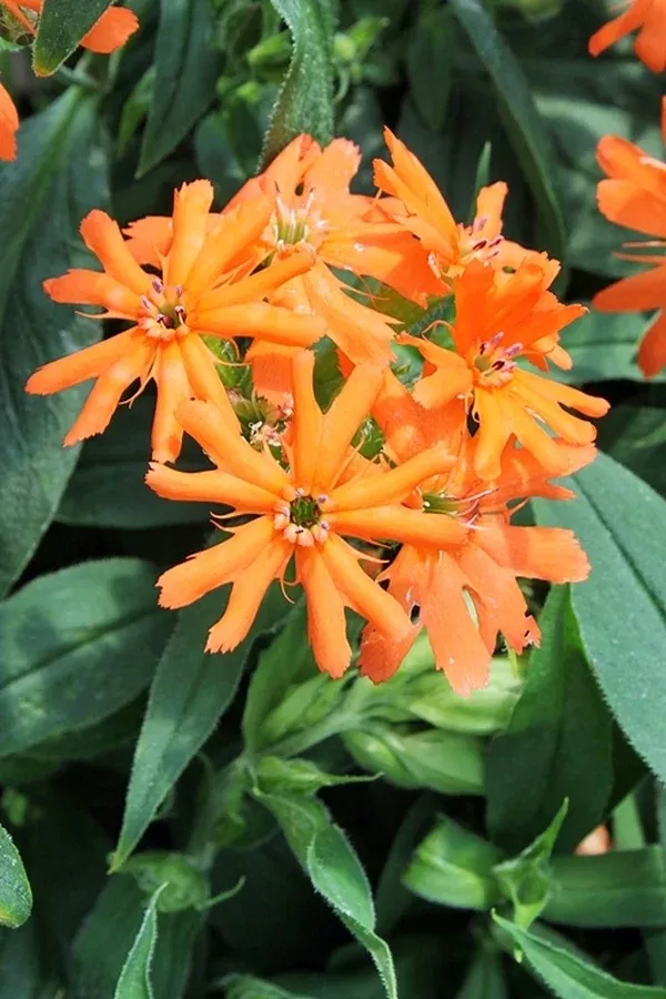 Lychnis cognata 'Sweet Orange'