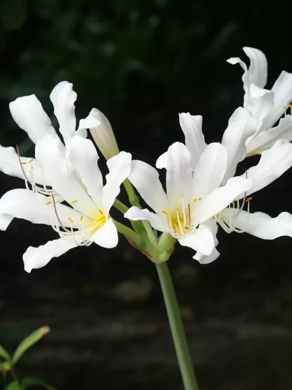 Lycoris longituba