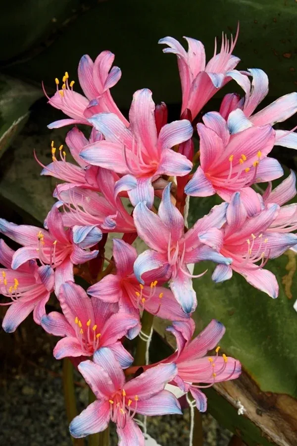 Lycoris sprengeri