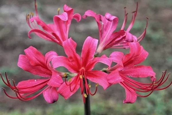 Lycoris x rosea 'Cherry Crush'