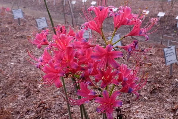 Lycoris x rosea 'Fiery Cloud'