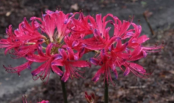 Lycoris x rosea 'Ueki'