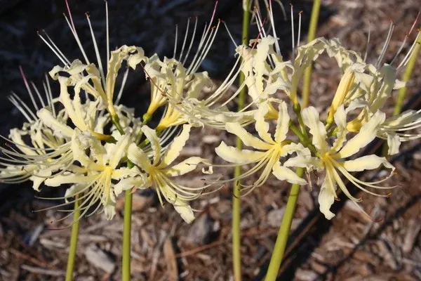 Lycoris x straminea 'Golden Panda'
