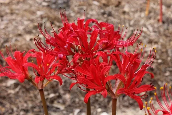 Lycoris x straminea 'Red Hot Lover'