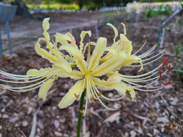 Lycoris x traubiata 'Moonbeam'