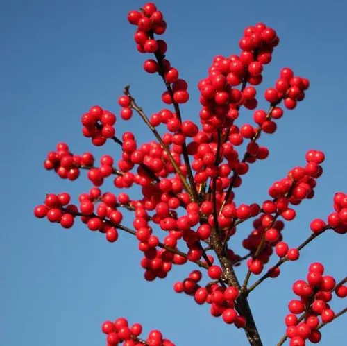 Magical Berry Winterberry