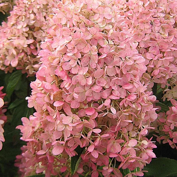 Magical Candle Panicle Hydrangea