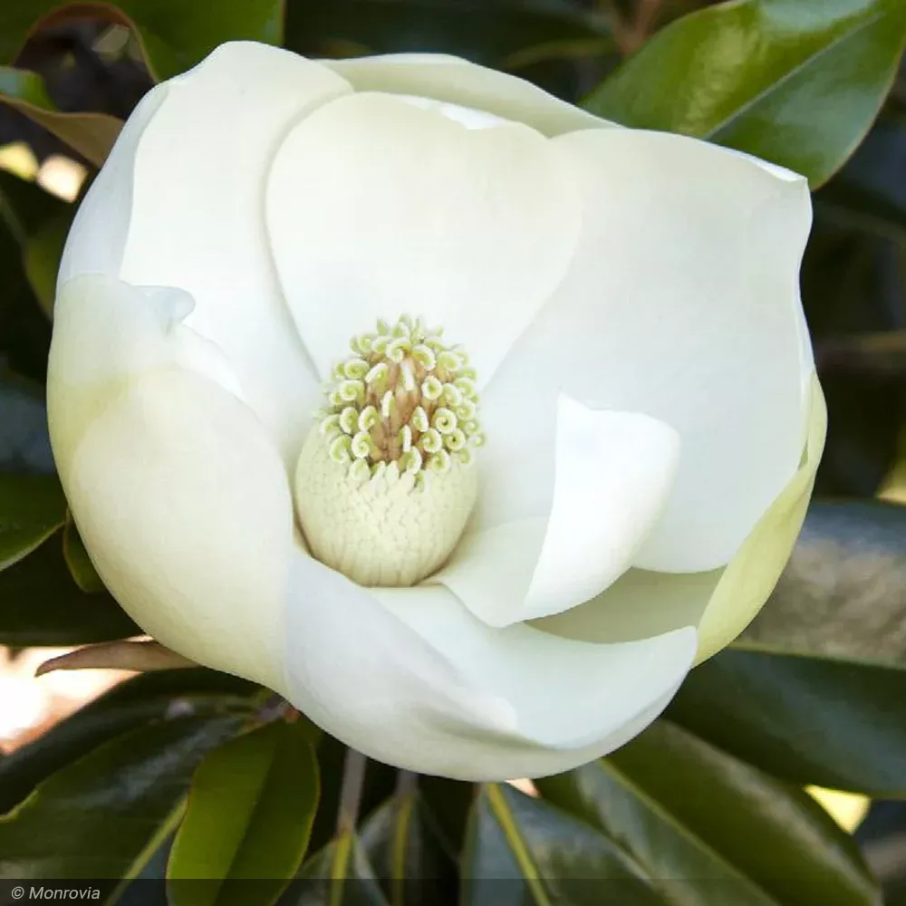 Magnolia, Little Gem #15