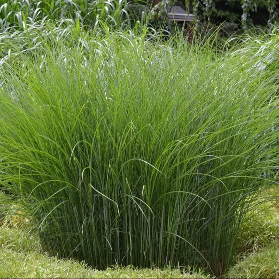 Maiden Grass – Elegant Arching Ornamental G | Pixies Gardens