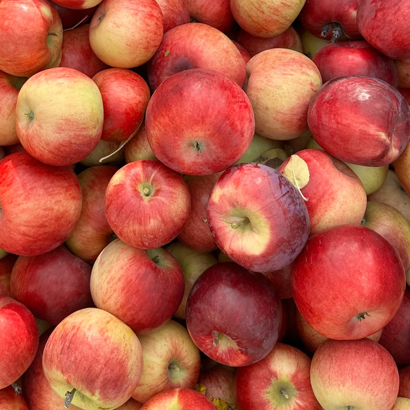 Malus 'Wolf River' - Apple