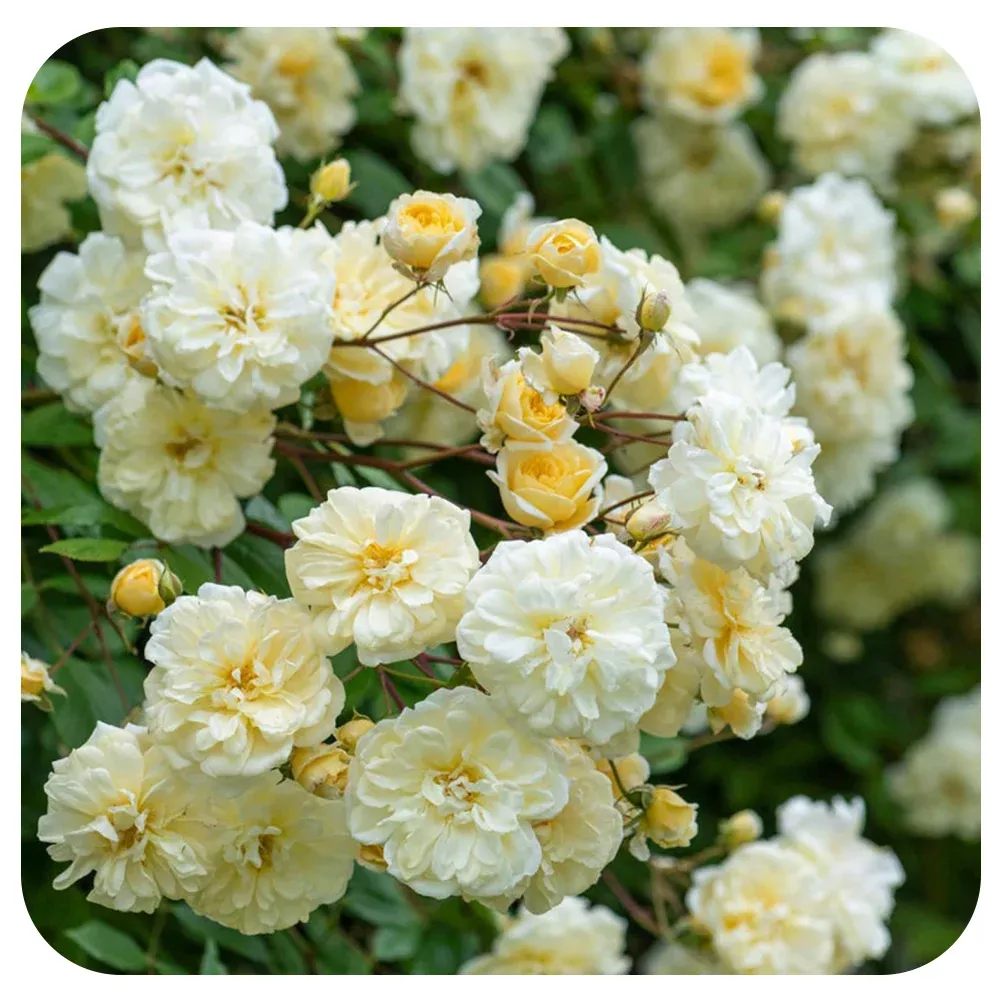 Malvern Hills Rose by David Austin (Climbing Rose)