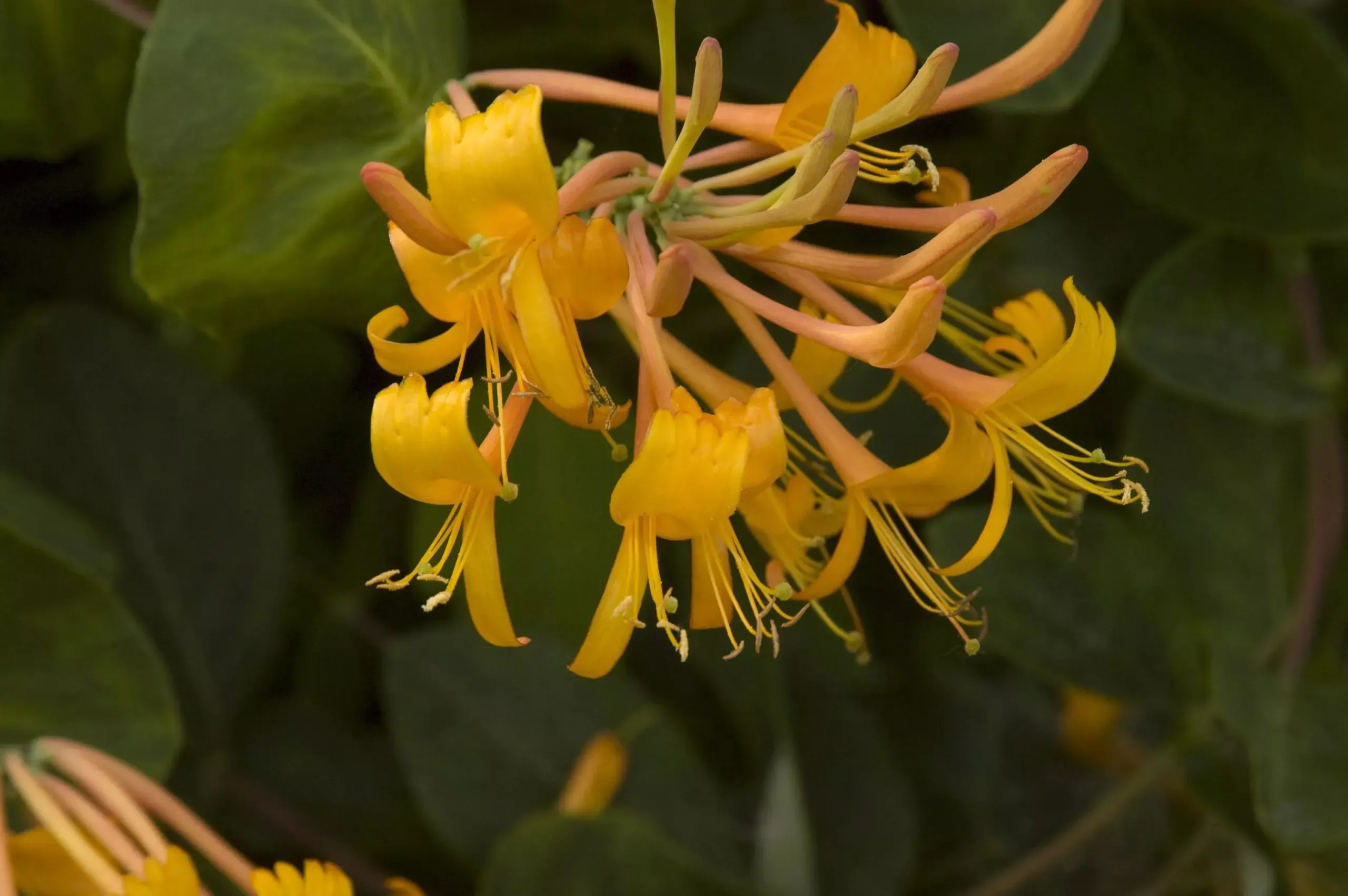 Mandarin Honeysuckle