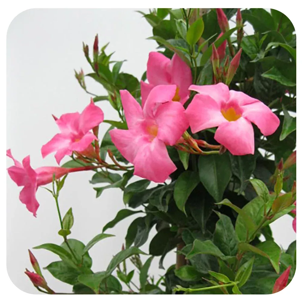 Mandevilla
