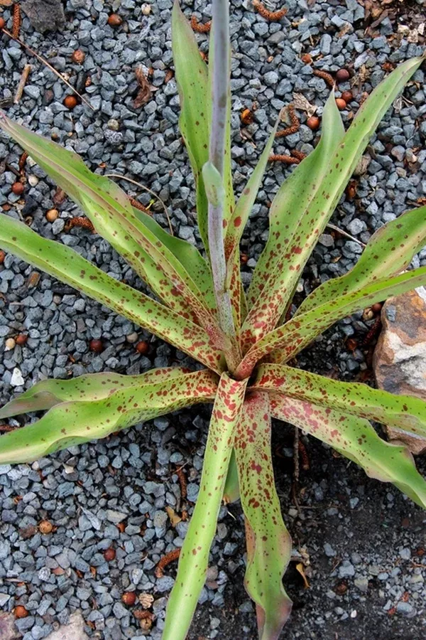 Manfreda 'Anderson'