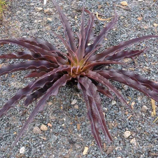 Manfreda sp. 'Purple Passion'