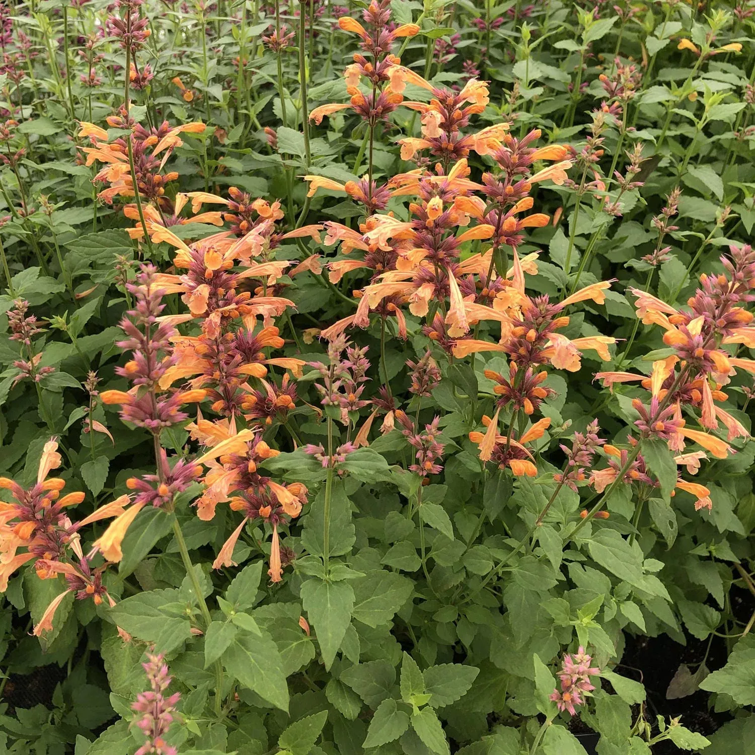 'Mango Tango' Hummingbird Mint (Agastache)
