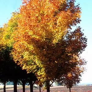 Maple, Green Mountain Sugar Maple