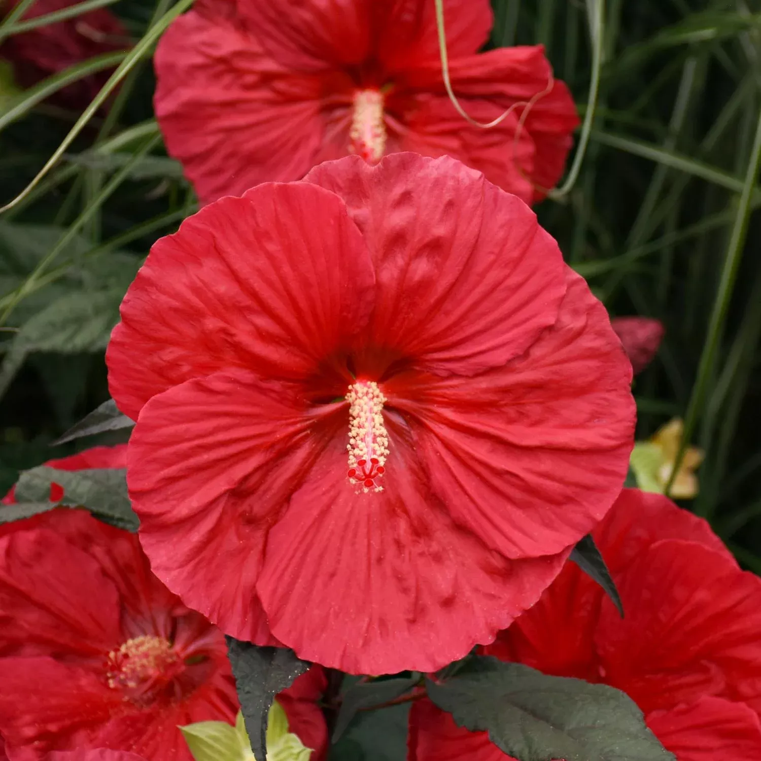 'Mars Madness' Rose Mallow (Hibiscus)