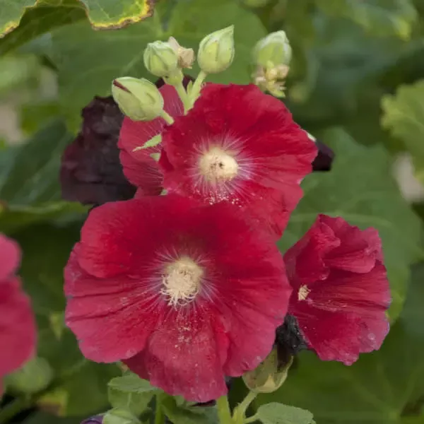 Mars Magic Hollyhock