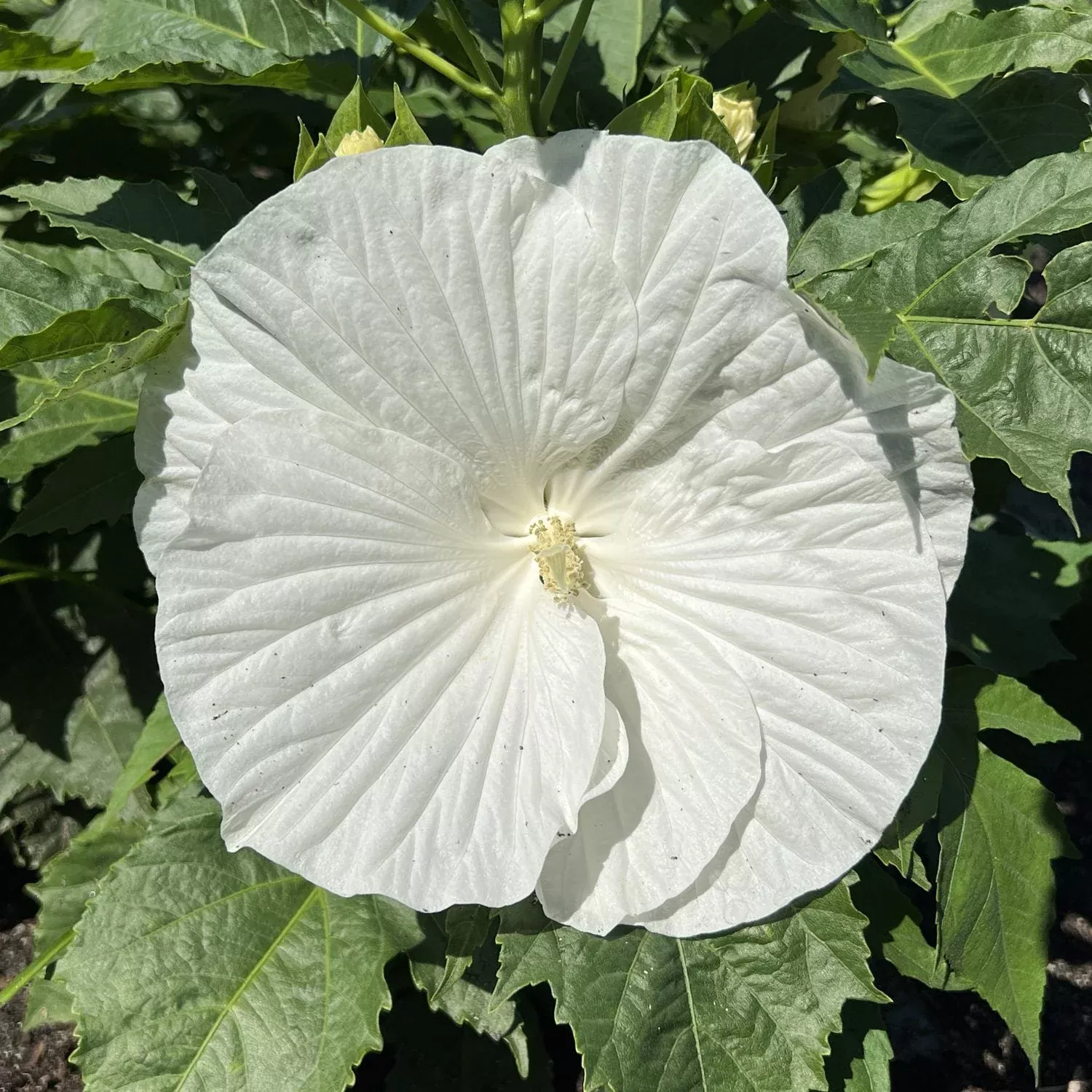 'Marshmallow Moon' Rose Mallow (Hibiscus)