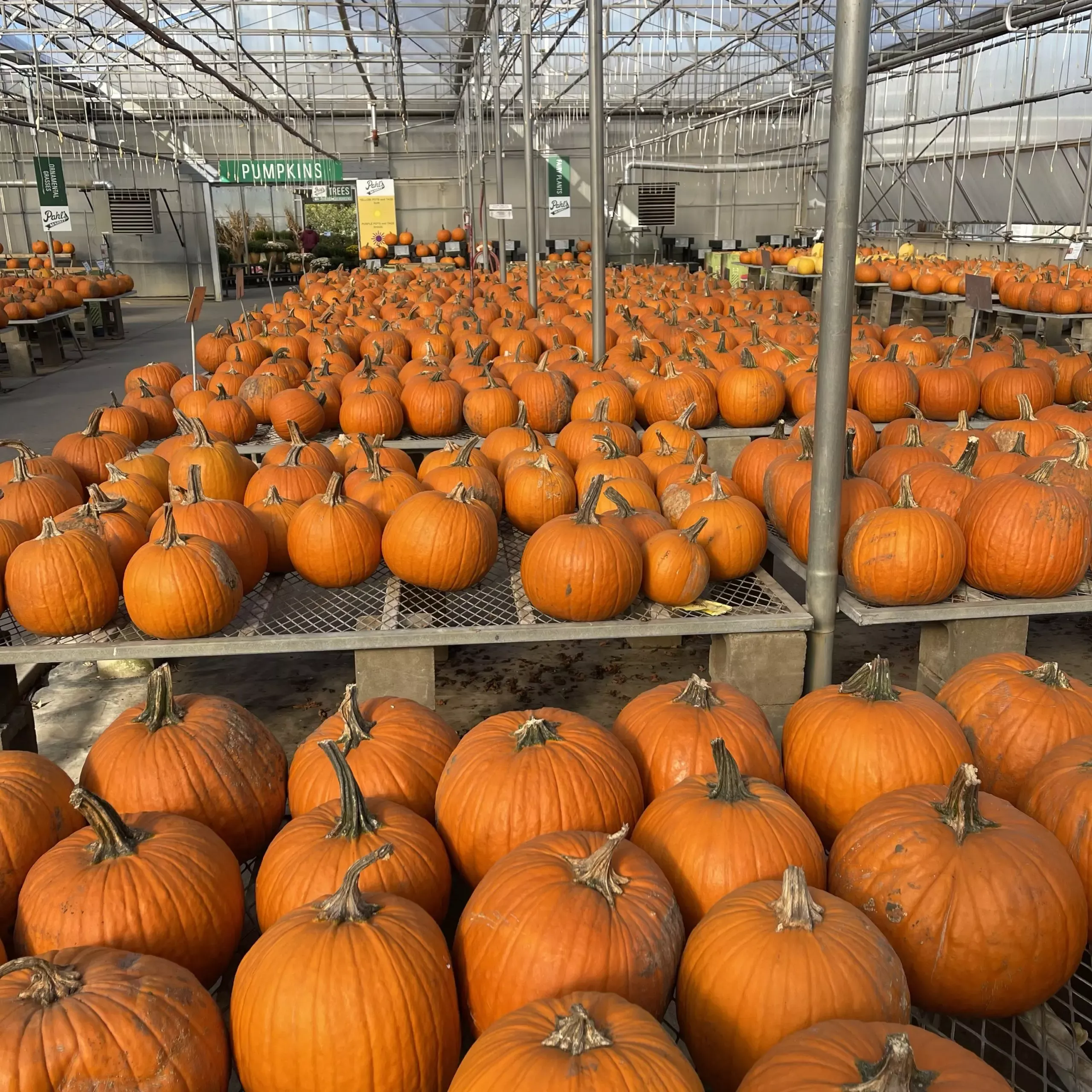 Medium Orange Pumpkin