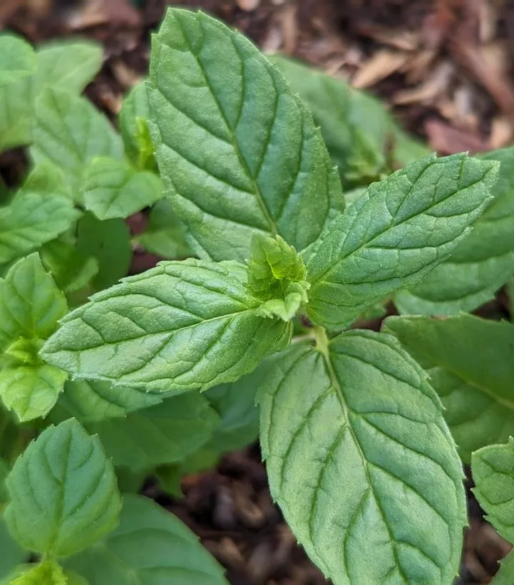 MENTHA SPICATA – SPEARMINT