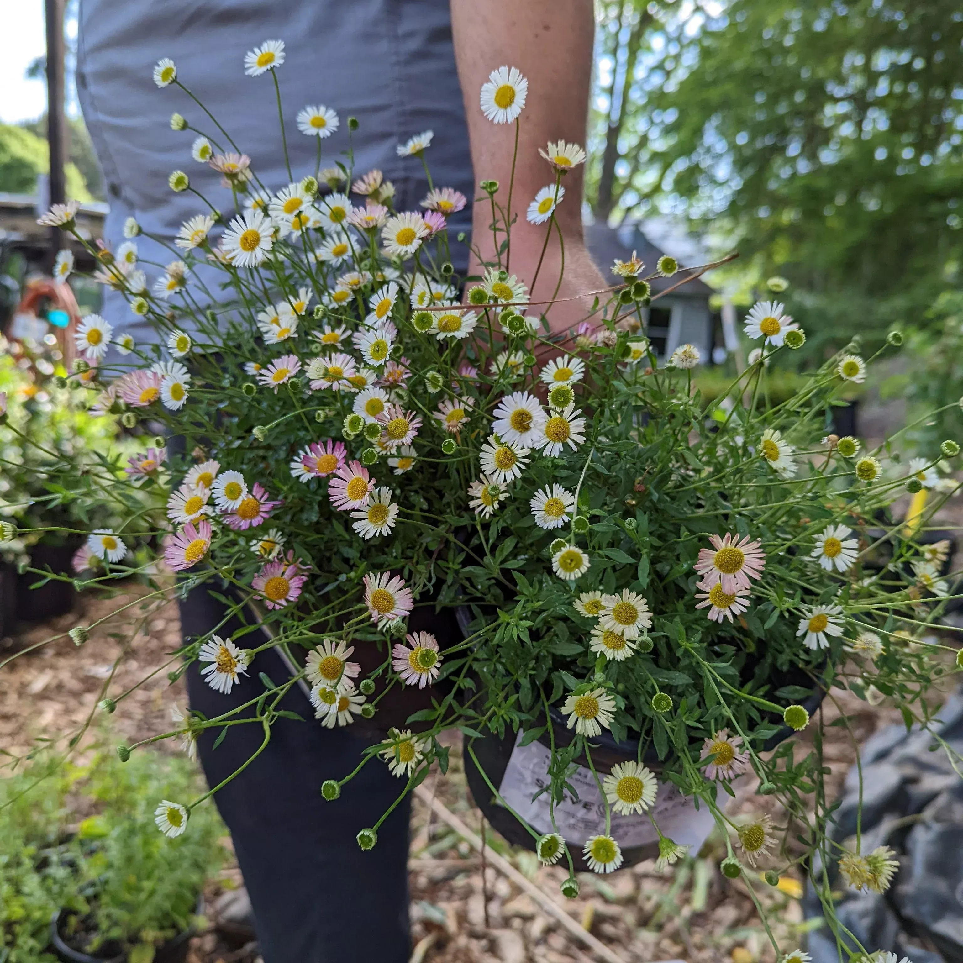 Mexican Daisy, Fleabane