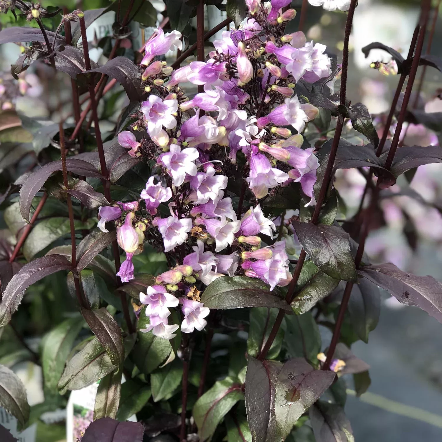 'Midnight Masquerade' Beardtongue (Penstemon)