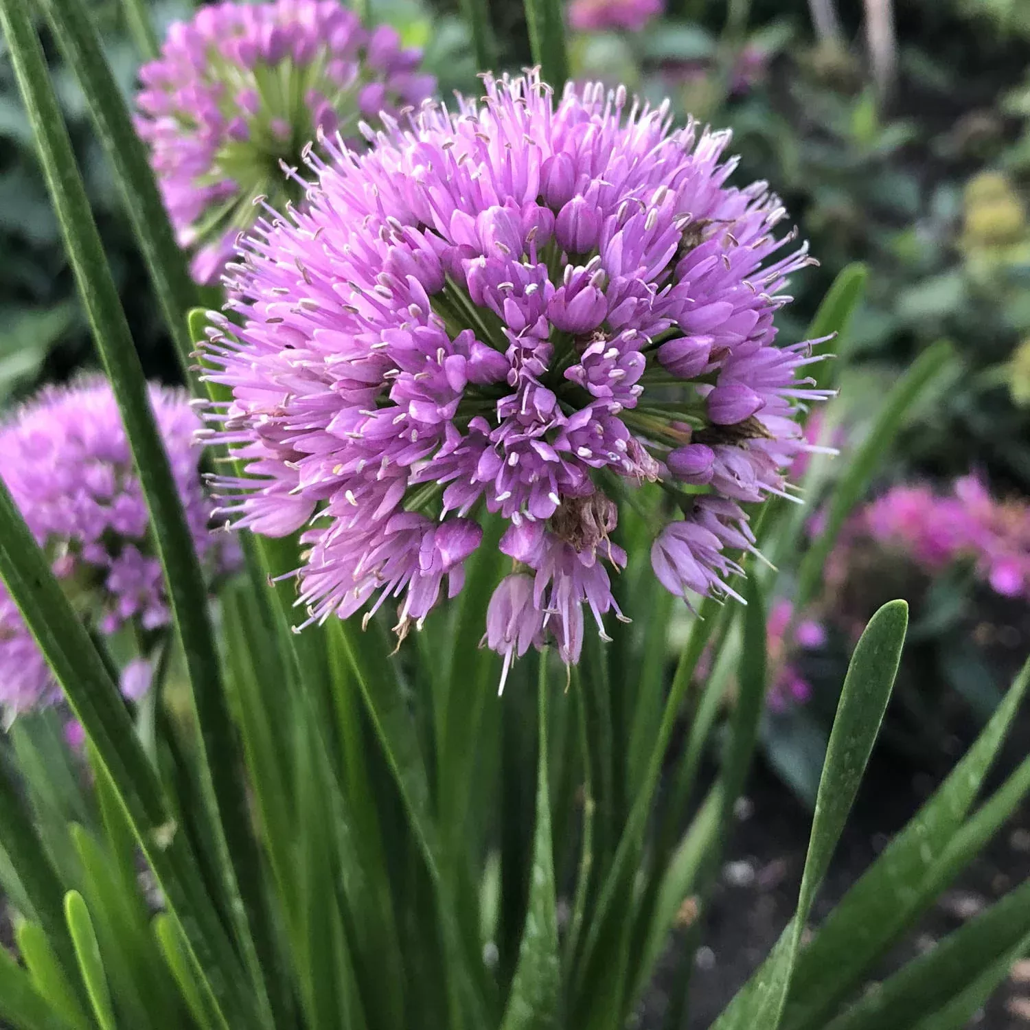 'Millenium' Allium