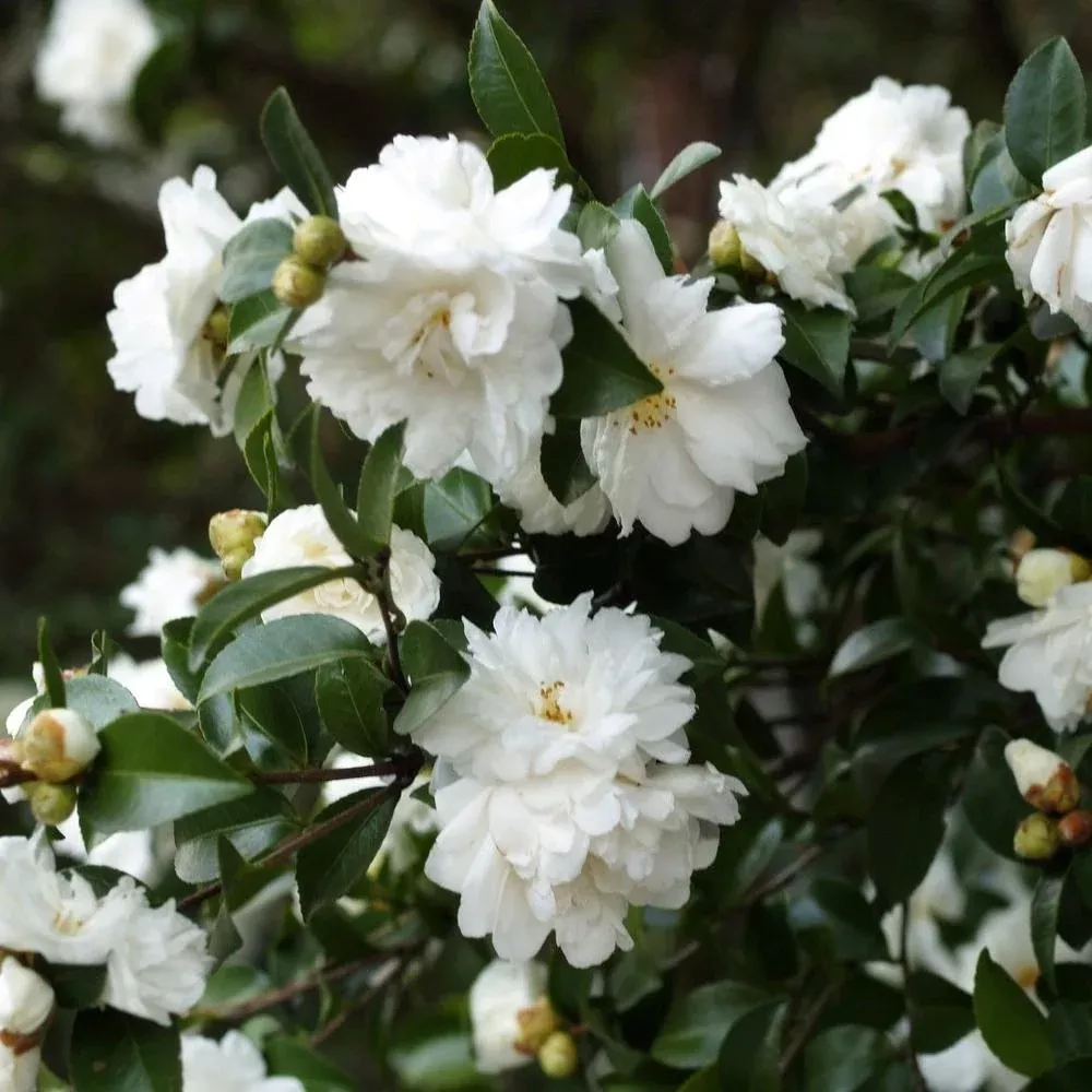 Mine-No-Yuki Camellia – Pure White Snow-Lik | Pixies Gardens