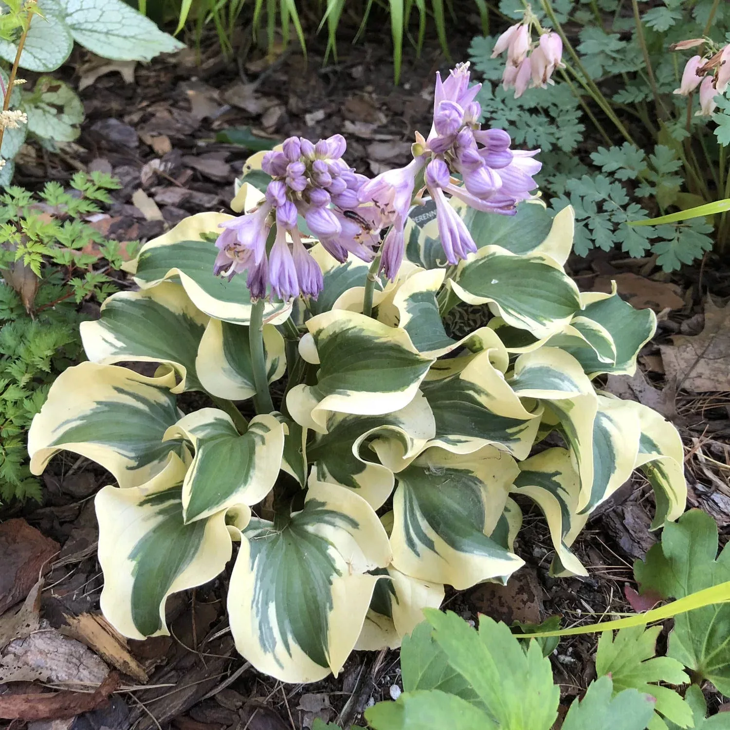 'Mini Skirt' Hosta