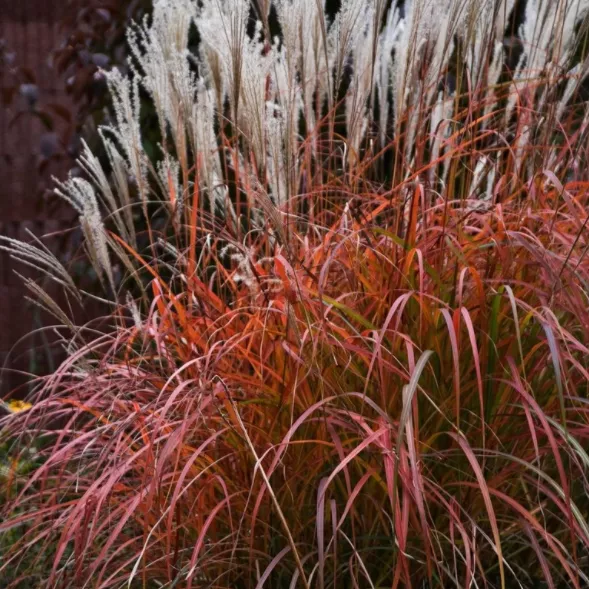 Miscanthus Fire Dragon – 1 Gallon