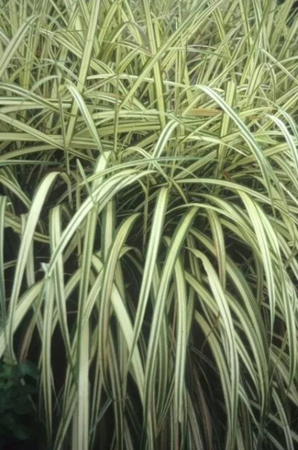 Miscanthus sinensis 'Cabaret'