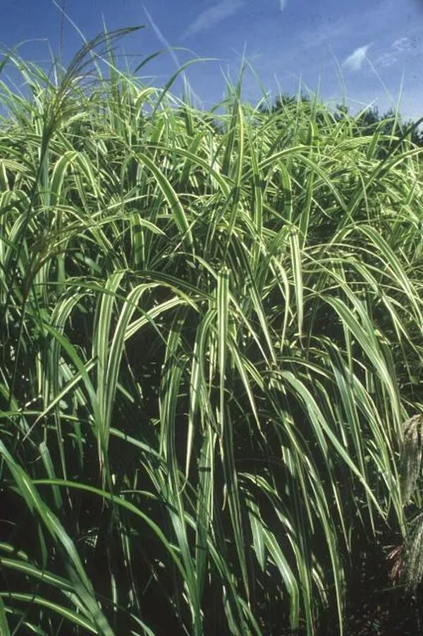 Miscanthus sinensis 'Cosmopolitan'