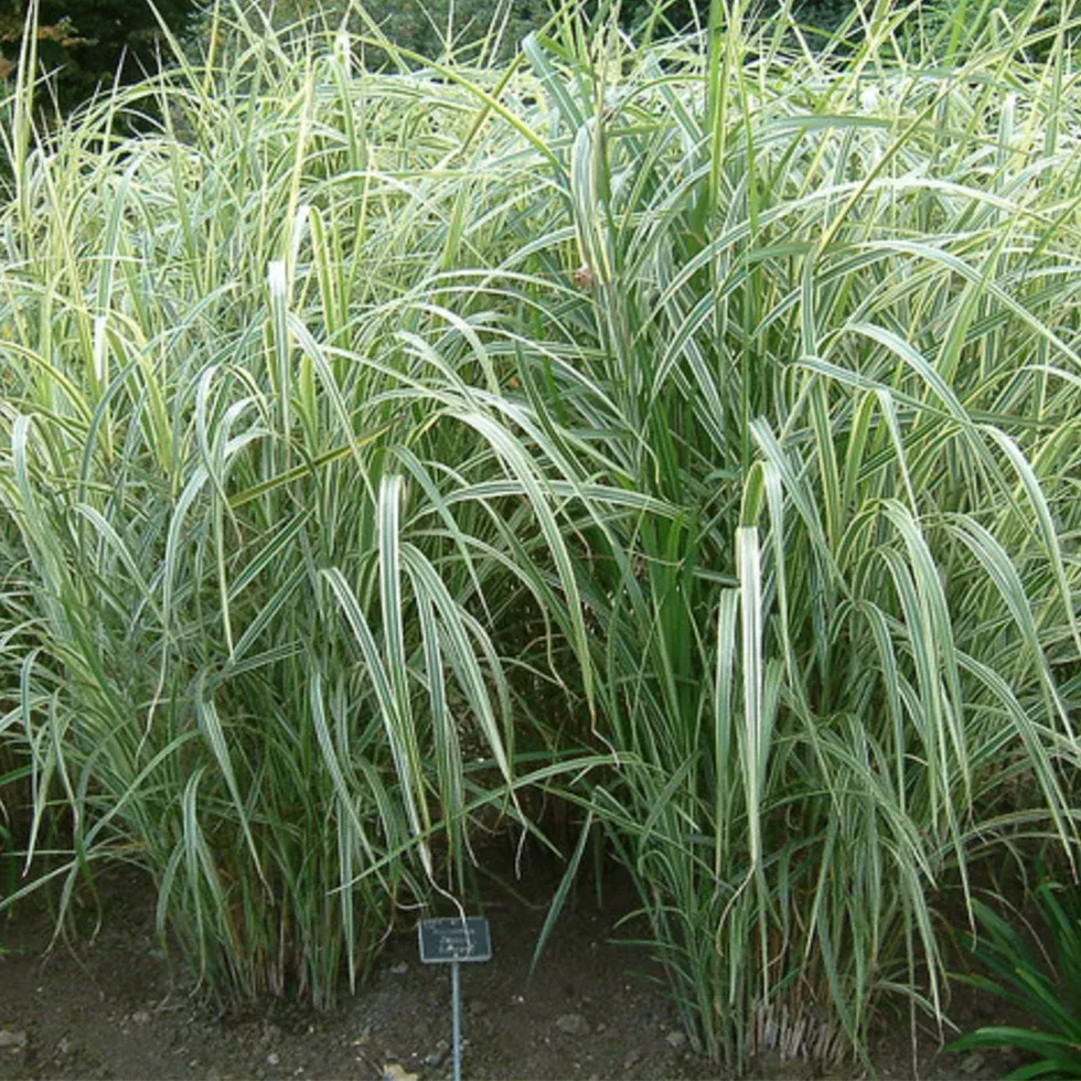 Miscanthus Sinensis 'Dixieland'