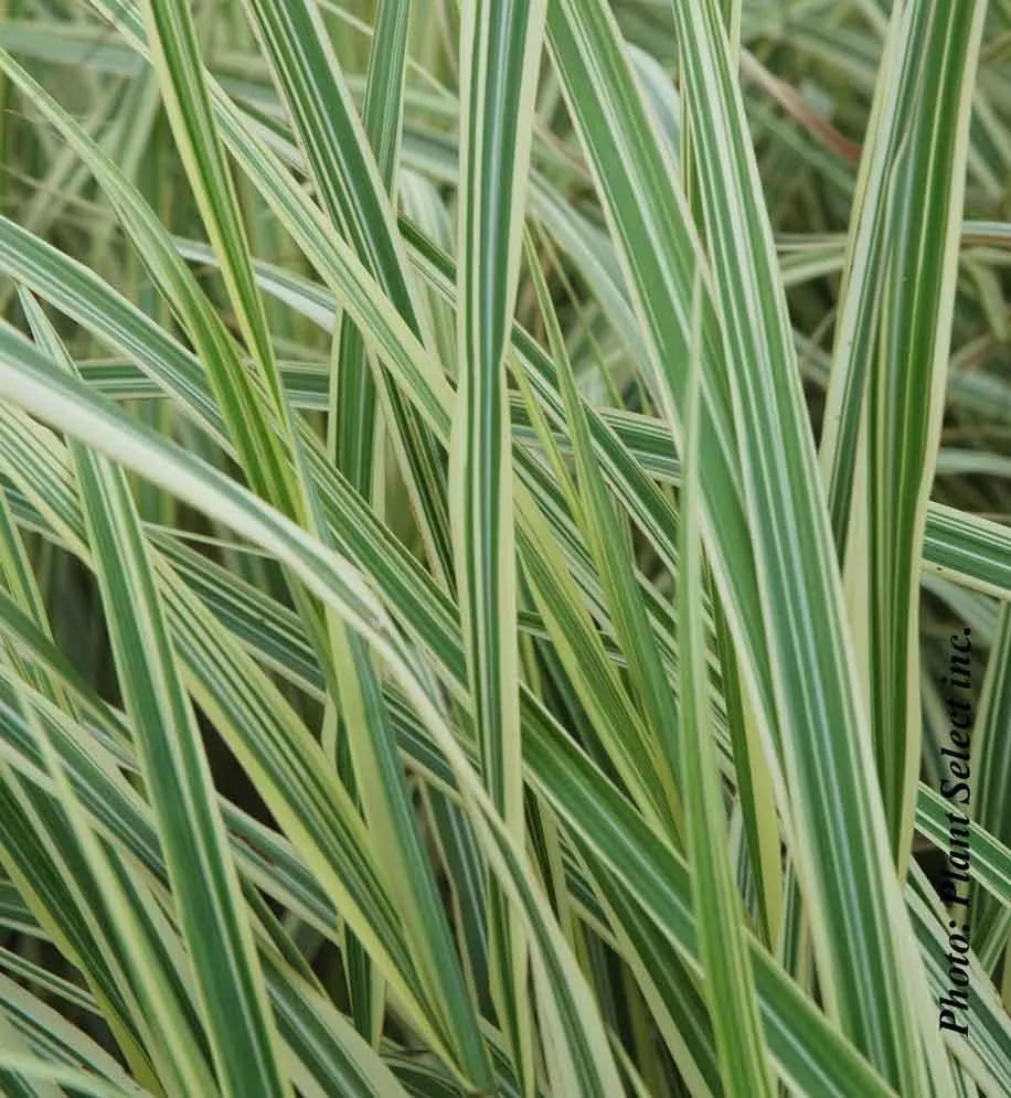 Miscanthus 'Variegatus'