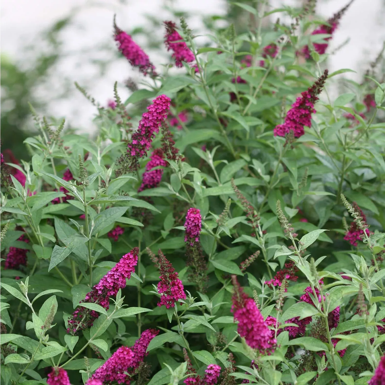 'Miss Molly' Butterfly Bush (Buddleia)