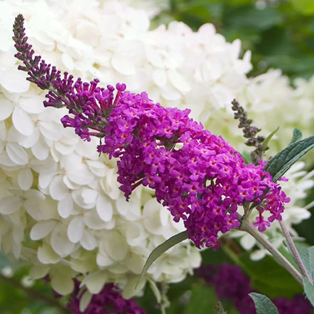 'Miss Ruby' Butterfly Bush (Buddleia)