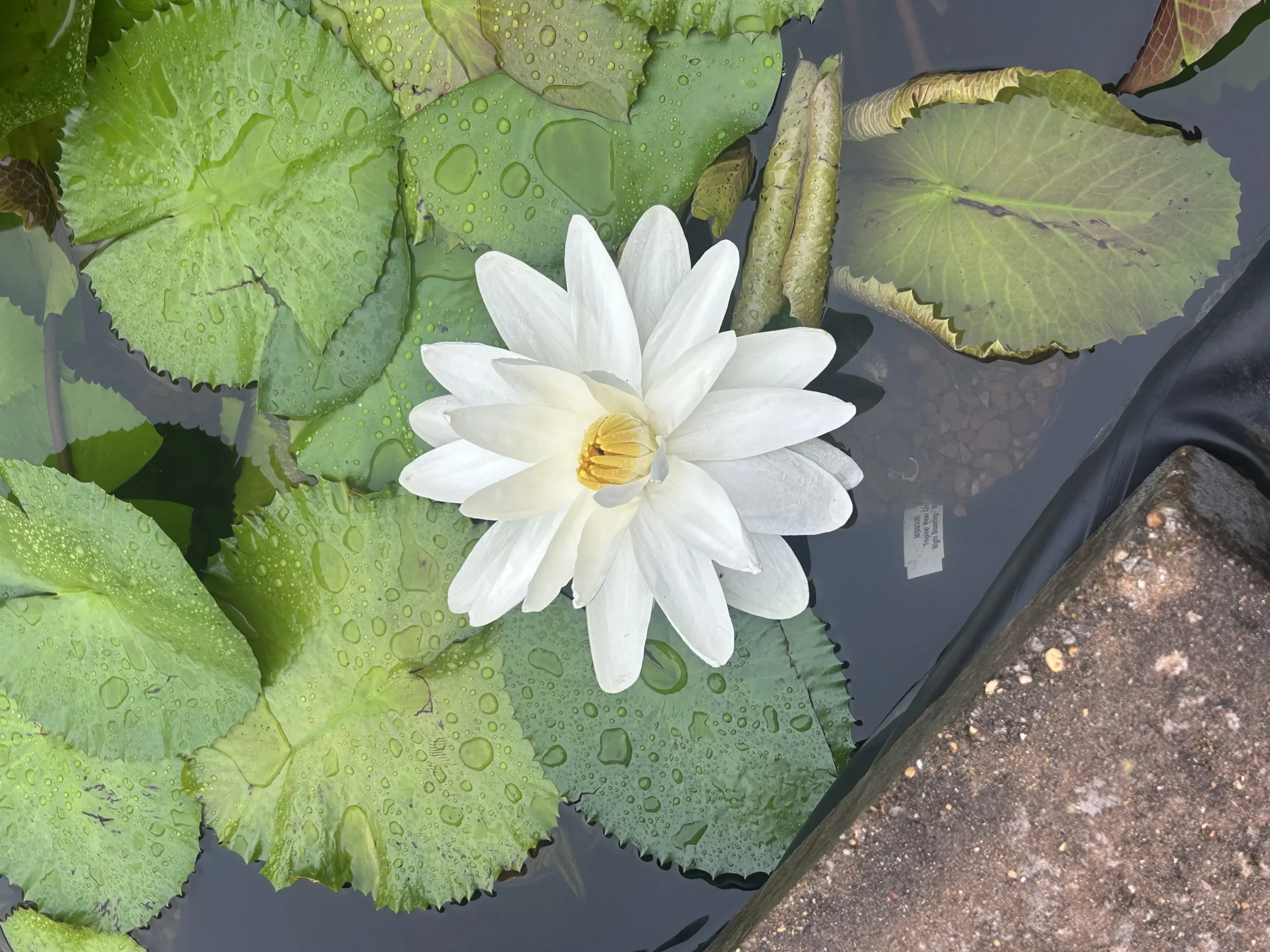 MISSOURI - TROPICAL NIGHT BLOOMER LILY