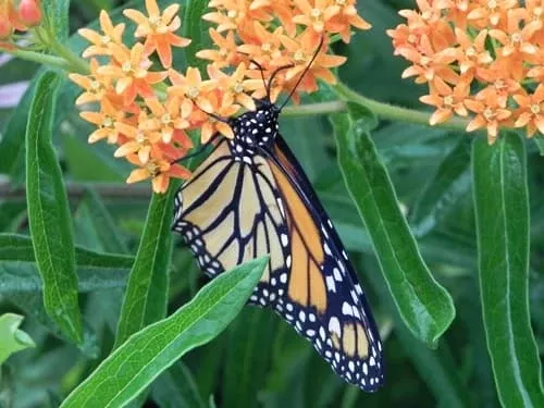 Monarch Waystation Bundle