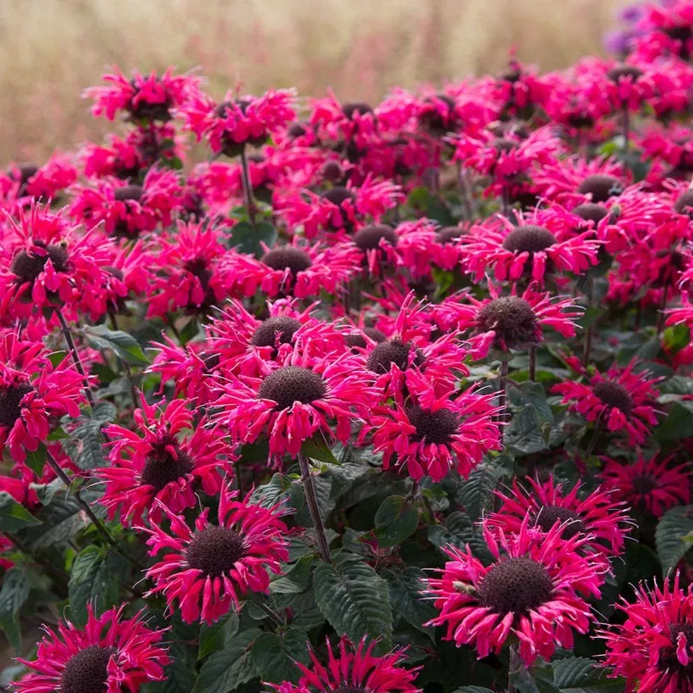 Monarda 'Bee-Happy' - Bee Balm