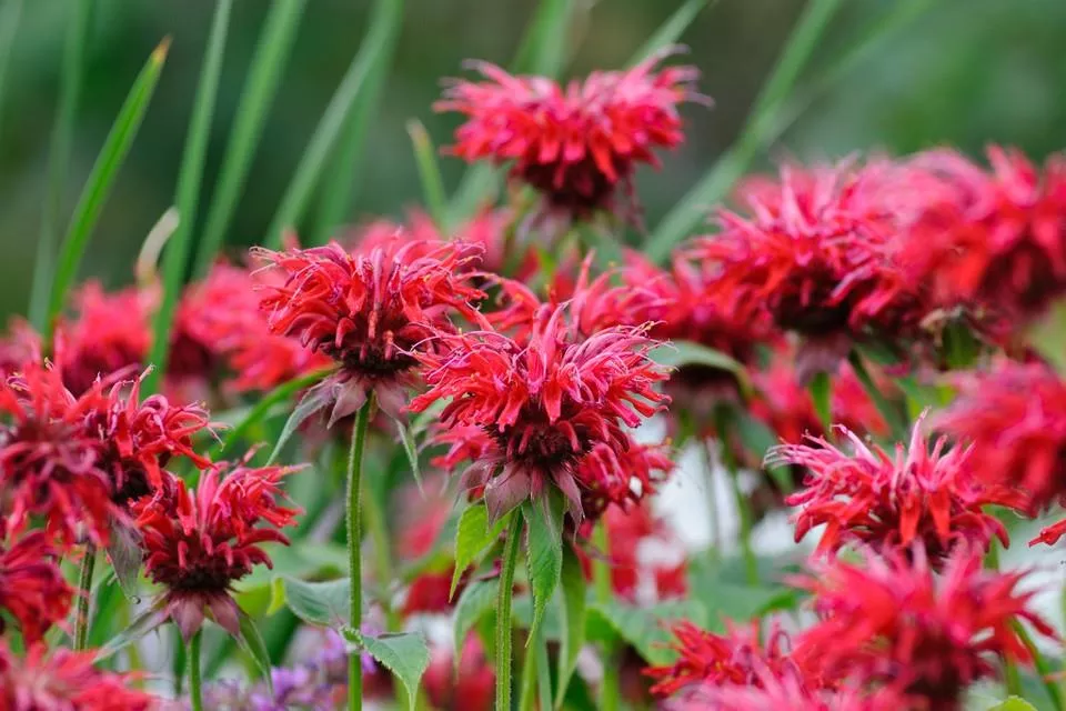 Monarda 'Cambridge Scarlet'