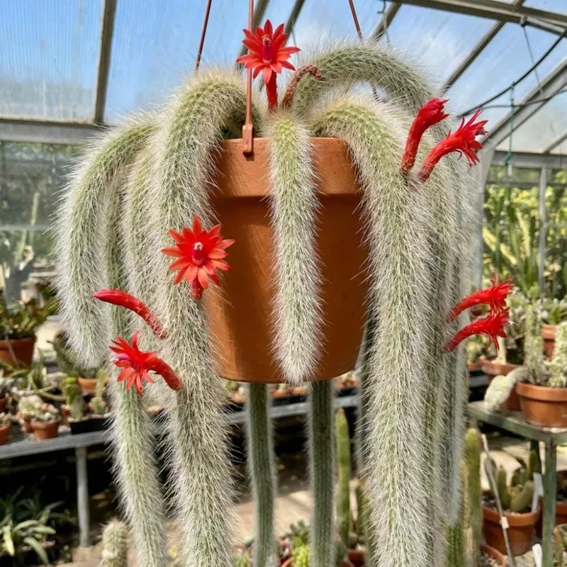 Monkey Tail Cactus Live Plant – Succulent Houseplant – 2 Inch Pot – 3-5 Inches Tall