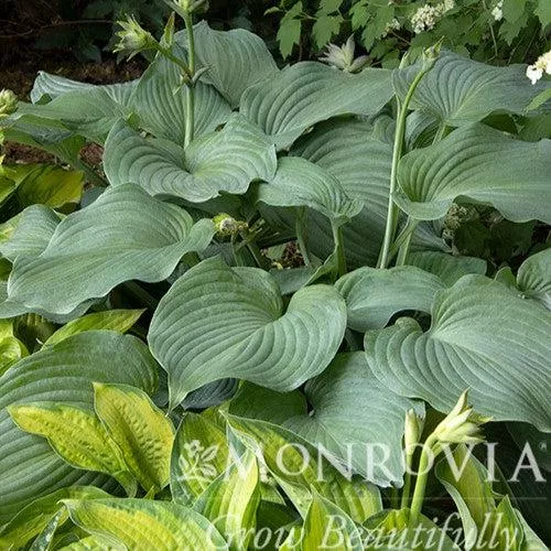 Monrovia Blue Angel Hosta